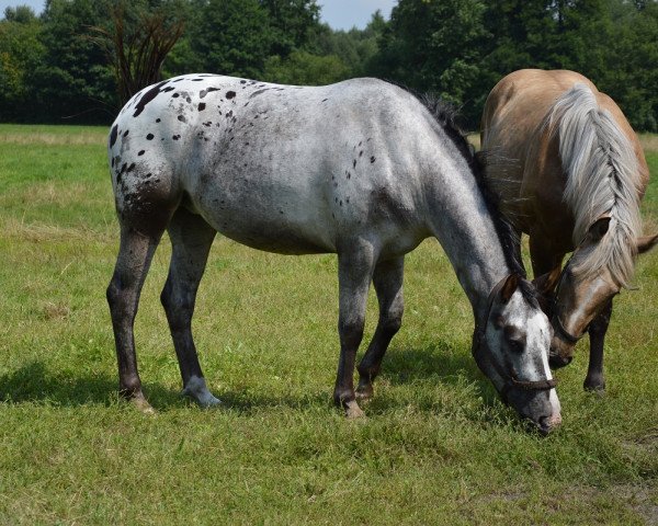 broodmare Brendy (Polish Warmblood, 2015)