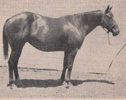 broodmare Watch Breeze (Quarter Horse, 1947, from Bob Randle)