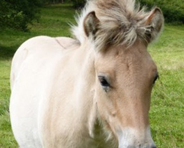 horse Neuensteins Pius (Fjord Horse, 2015, from Pluto)