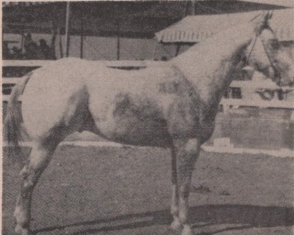 Deckhengst Mr J.B. (Appaloosa, 1958, von Joker B)