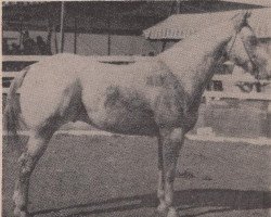 stallion Mr J.B. (Appaloosa, 1958, from Joker B)