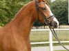 stallion Duplo (German Riding Pony, 1988, from Durello)