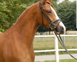 stallion Duplo (German Riding Pony, 1988, from Durello)