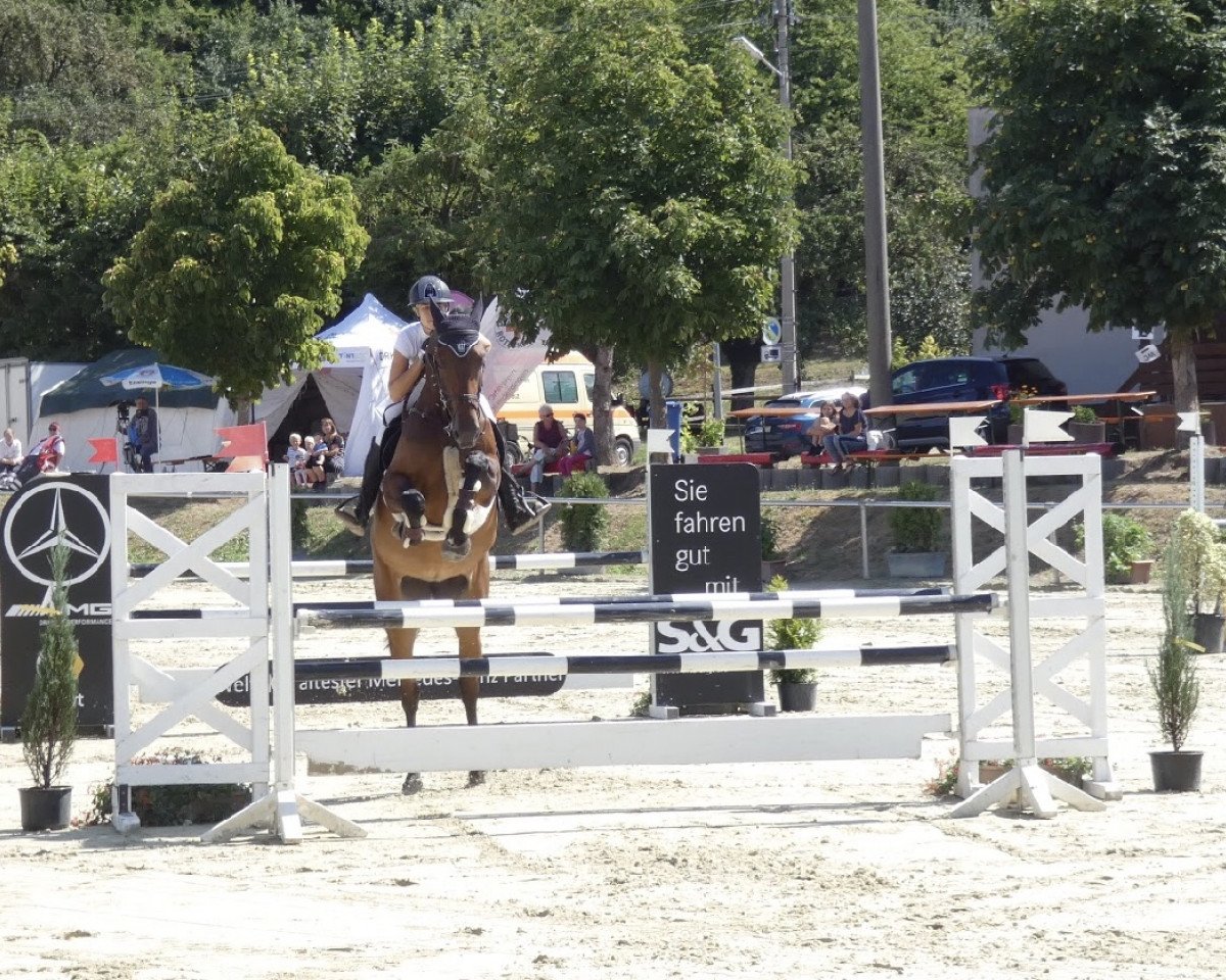 broodmare Stakkezza (Oldenburg show jumper, 2012, from Stakkatol)
