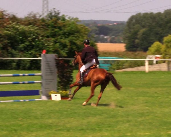 Reitturnier Baschütz bei Bautzen 2017