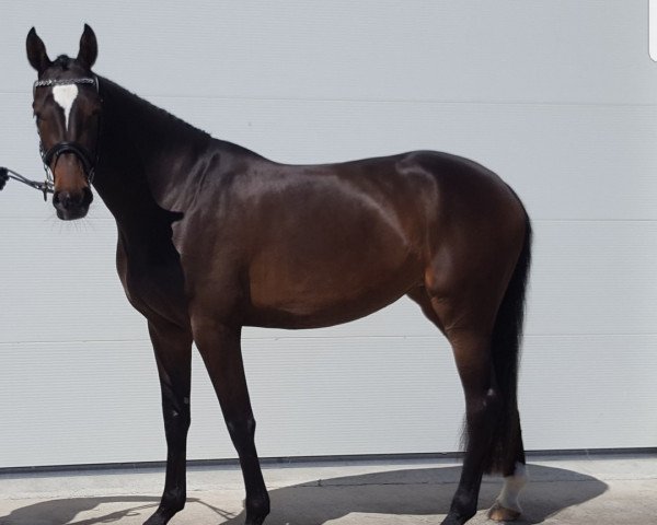 broodmare Glory of Fame (Holsteiner, 2014, from Cormint)