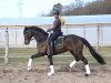 dressage horse Frederick vSH (Oldenburg, 2014, from Fürst Larino)