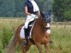 dressage horse Magic Merlin 16 (New Forest Pony, 2004, from Jasper 210)