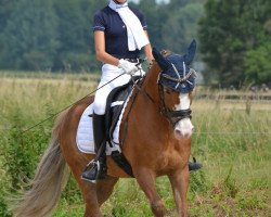 dressage horse Magic Merlin 16 (New Forest Pony, 2004, from Jasper 210)