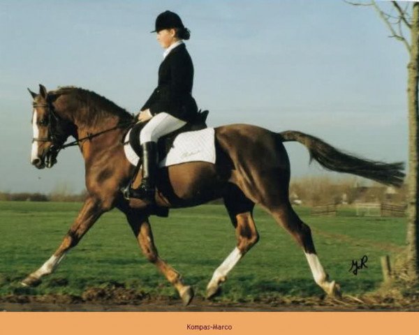 stallion Kompas Marco (Nederlands Welsh Ridepony, 1985, from Downland Folklore)