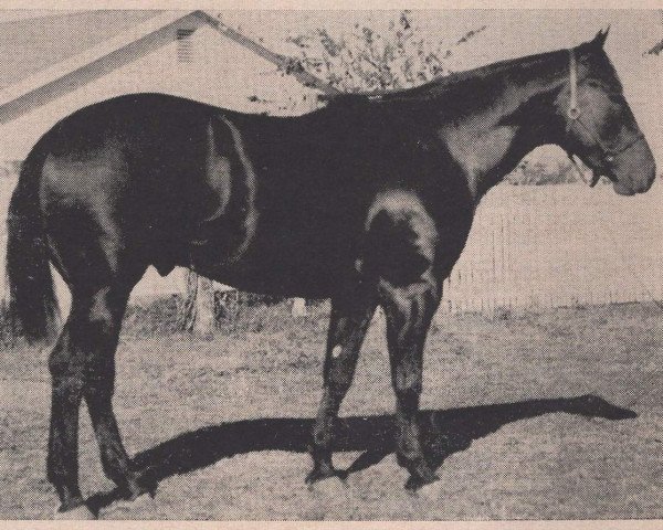 stallion Buddy Dexter (Quarter Horse, 1947, from Dexter)