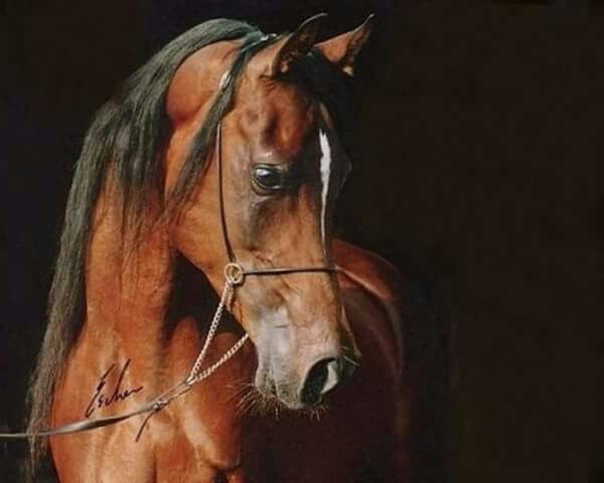 stallion El Thay Moufeed ox (Arabian purebred, 1987, from Ibn Nazeema EAO)