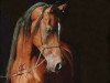 stallion El Thay Moufeed ox (Arabian thoroughbred, 1987, from Ibn Nazeema EAO)