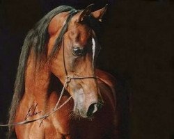 stallion El Thay Moufeed ox (Arabian thoroughbred, 1987, from Ibn Nazeema EAO)