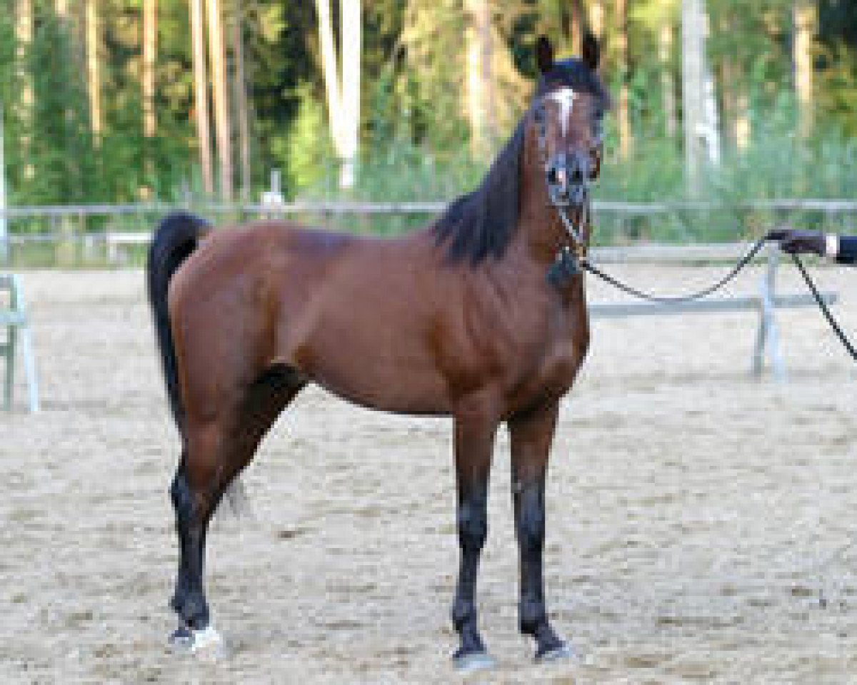 stallion Talisman ox (Arabian purebred, 1996, from Ibn Moheba 1982 ox)
