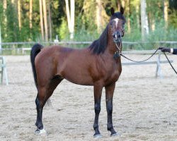 stallion Talisman ox (Arabian thoroughbred, 1996, from Ibn Moheba 1982 ox)