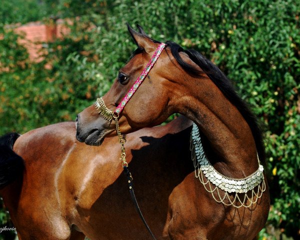 broodmare Mouhannas Monisa Mouna (Arabian thoroughbred, 2005, from Talisman ox)