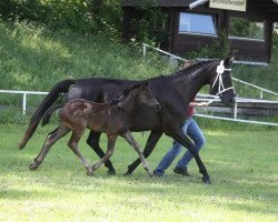 Pferd Royal Lady (Oldenburger, 2007, von Sir Donnerhall I)