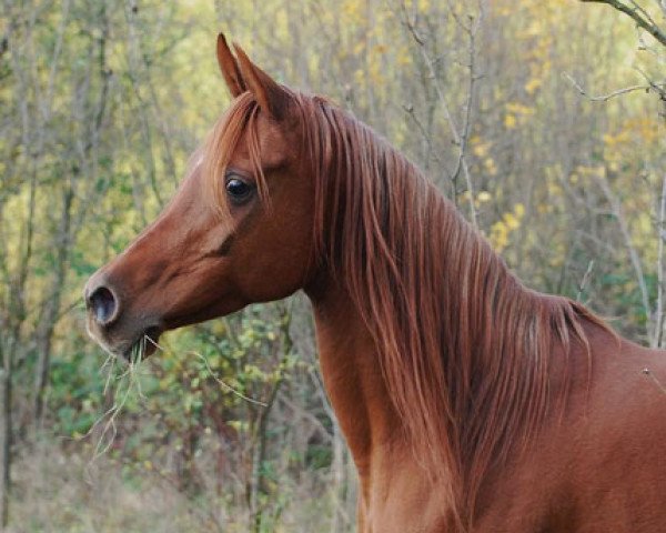 broodmare Nahasa Bint Hassan El Bahr (Arabian thoroughbred, 2000, from AGS Sultan Hassan ox)