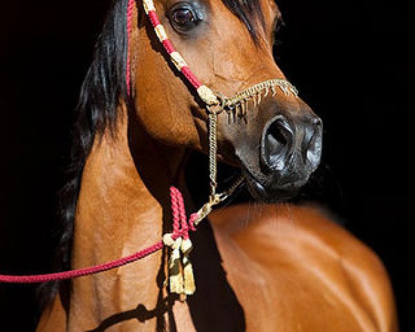 broodmare Mannsourra (Arabian thoroughbred, 1988, from Halim El Mansour ox)