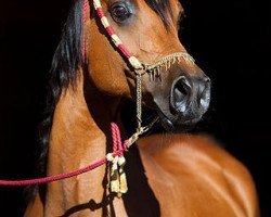 broodmare Mannsourra (Arabian thoroughbred, 1988, from Halim El Mansour ox)