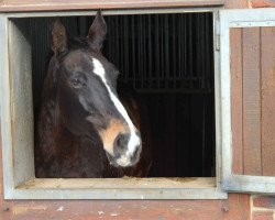 broodmare Priscilla (Westphalian, 1993, from Pinocchio)