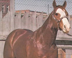 Deckhengst Pawnee Eagle (Quarter Horse, 1965, von Skip A Barb)