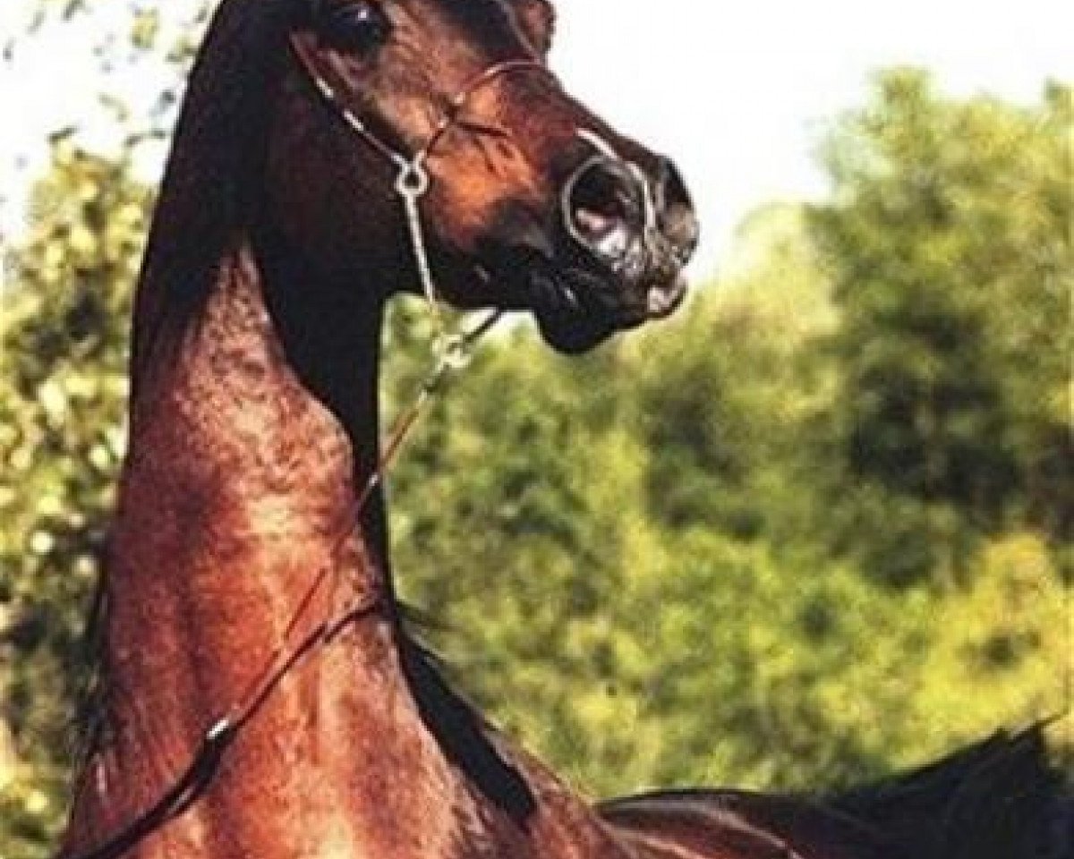 stallion Ibn El Mareekh ox (Arabian purebred, 1982, from El Mareekh 1975 EAO)