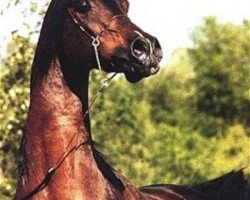 stallion Ibn El Mareekh ox (Arabian thoroughbred, 1982, from El Mareekh 1975 EAO)