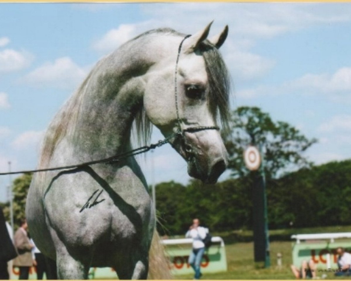 stallion MEXX ox (Arabian purebred, 2004, from Al Lahab 1999 EAO)