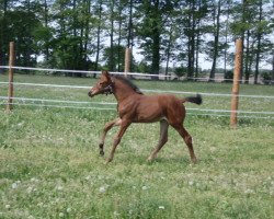 dressage horse Lili (German Warmblood, 2018, from Bacardi CR)