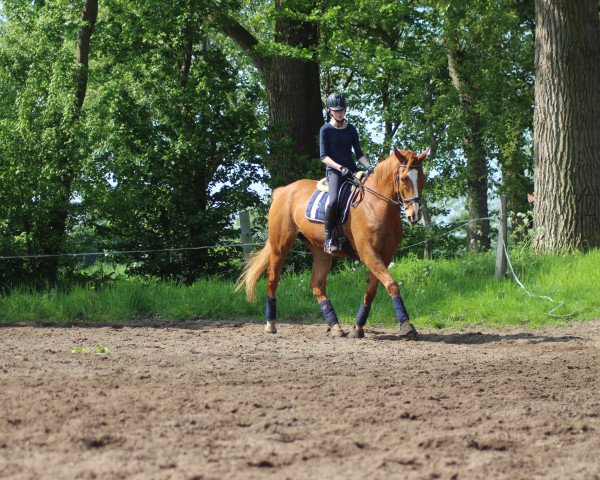 dressage horse loriot (Hanoverian, 2002, from Londonderry)