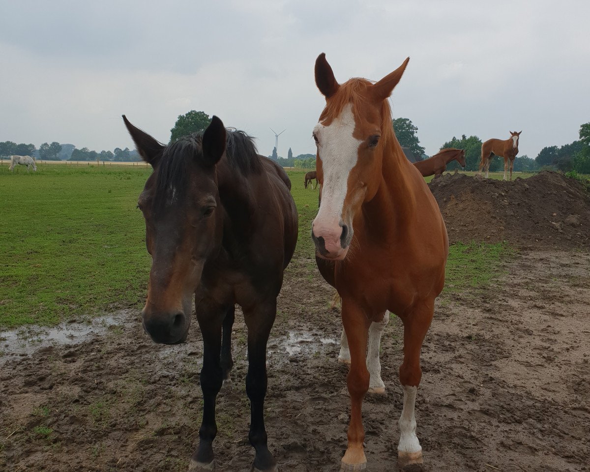 broodmare Fiona May (Westphalian, 1998, from Fabuloso)