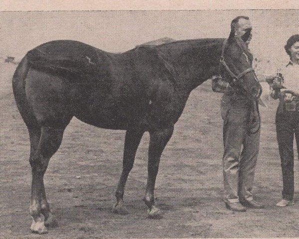 broodmare Barbara Star (Quarter Horse, 1948, from Star Duster)