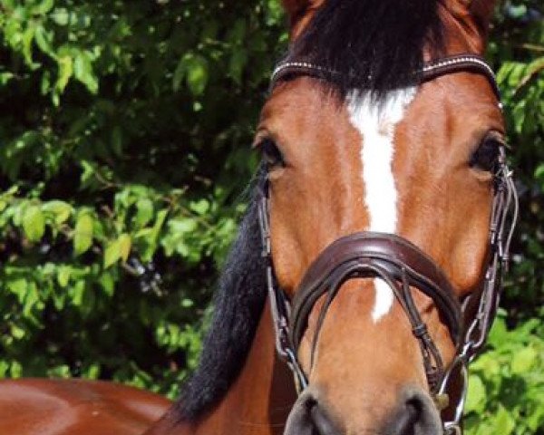 Pferd Tinkabelle (Luxemburgisches Reitpferd, 2012, von Talent Z)