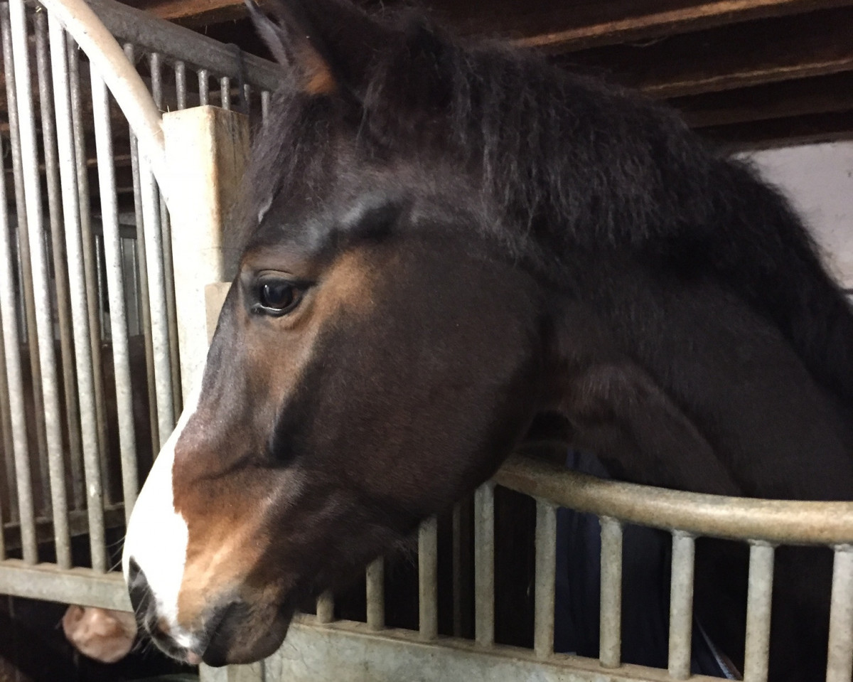 dressage horse Danny Devito 5 (Oldenburg, 2014, from De Niro)