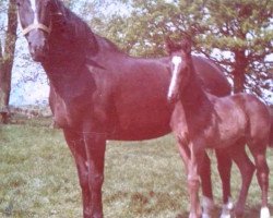 broodmare Waldine (Oldenburg, 1968, from Kompass)