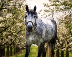 jumper Let's Dance 98 (Hanoverian, 2011, from Levisonn 208 FIN)