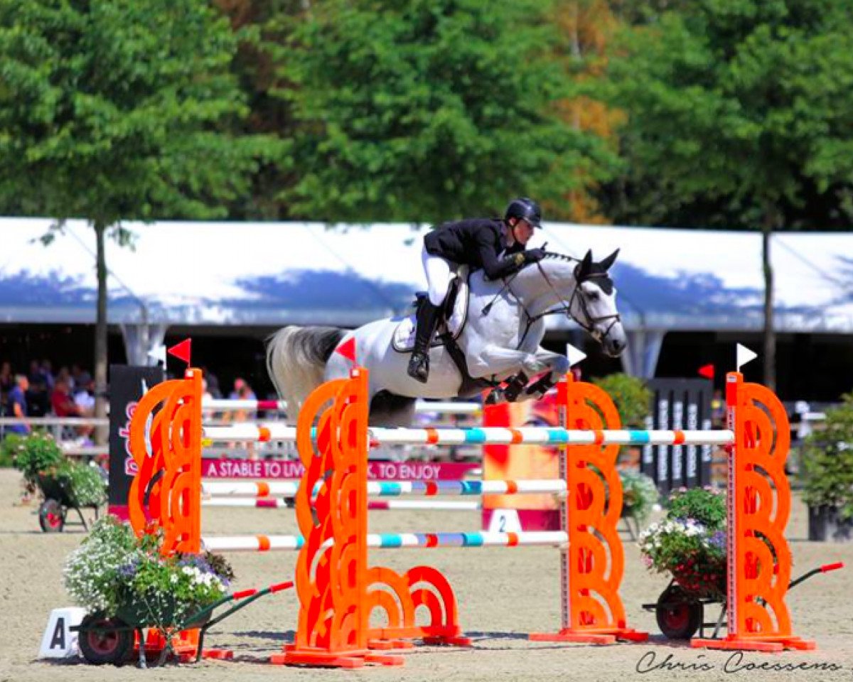 Zuchtstute Isoline van Dorperheide (Belgisches Warmblut, 2008, von Winningmood van de Arenberg)