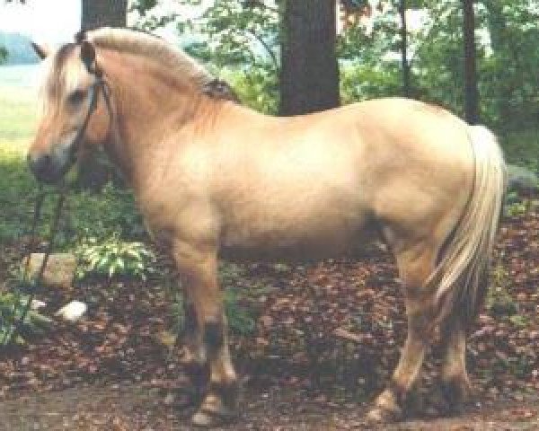 stallion Fair Acres Jorgen (Fjord Horse, 1987, from Anvil's Torbjorn)