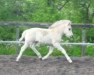 horse Neuensteins Ijsbrand (Fjord Horse, 2012, from Ilmar)