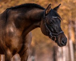 broodmare Sheer Beauty (Brandenburg, 2007, from Ontario II)