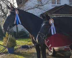 dressage horse Raven (Trakehner, 2011, from Ovaro)