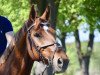 dressage horse Datchmo (Rhinelander, 2008, from Dramatic)