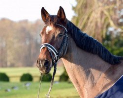 broodmare Candela 8 (Holsteiner, 1996, from Coriander)