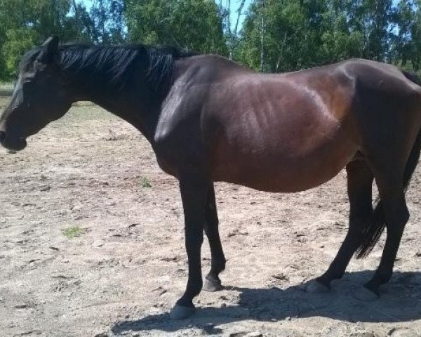 broodmare Jane Doe (Trakehner, 2006)