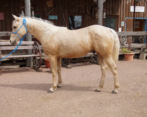 Pferd IHR Fire Gold Heart (Appaloosa, 2016)