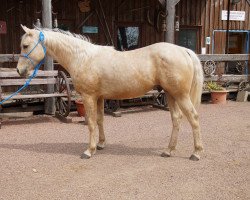 horse IHR Fire Gold Heart (Appaloosa, 2016, from IHR Fire B Golden)