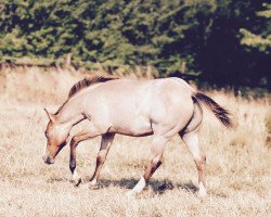 horse Custom Ice DELUX (Quarter Horse, 2018, from Gunner On Ice)