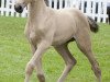 dressage horse Hengst von Soel'rings Cuvee / Christoph Columbus (German Warmblood, 2018, from Soel'rings Cuvee)